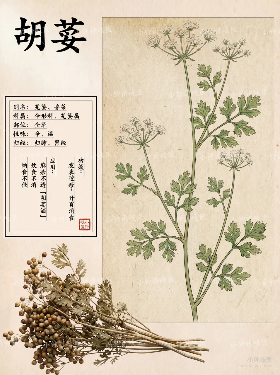 胡荽圖譜