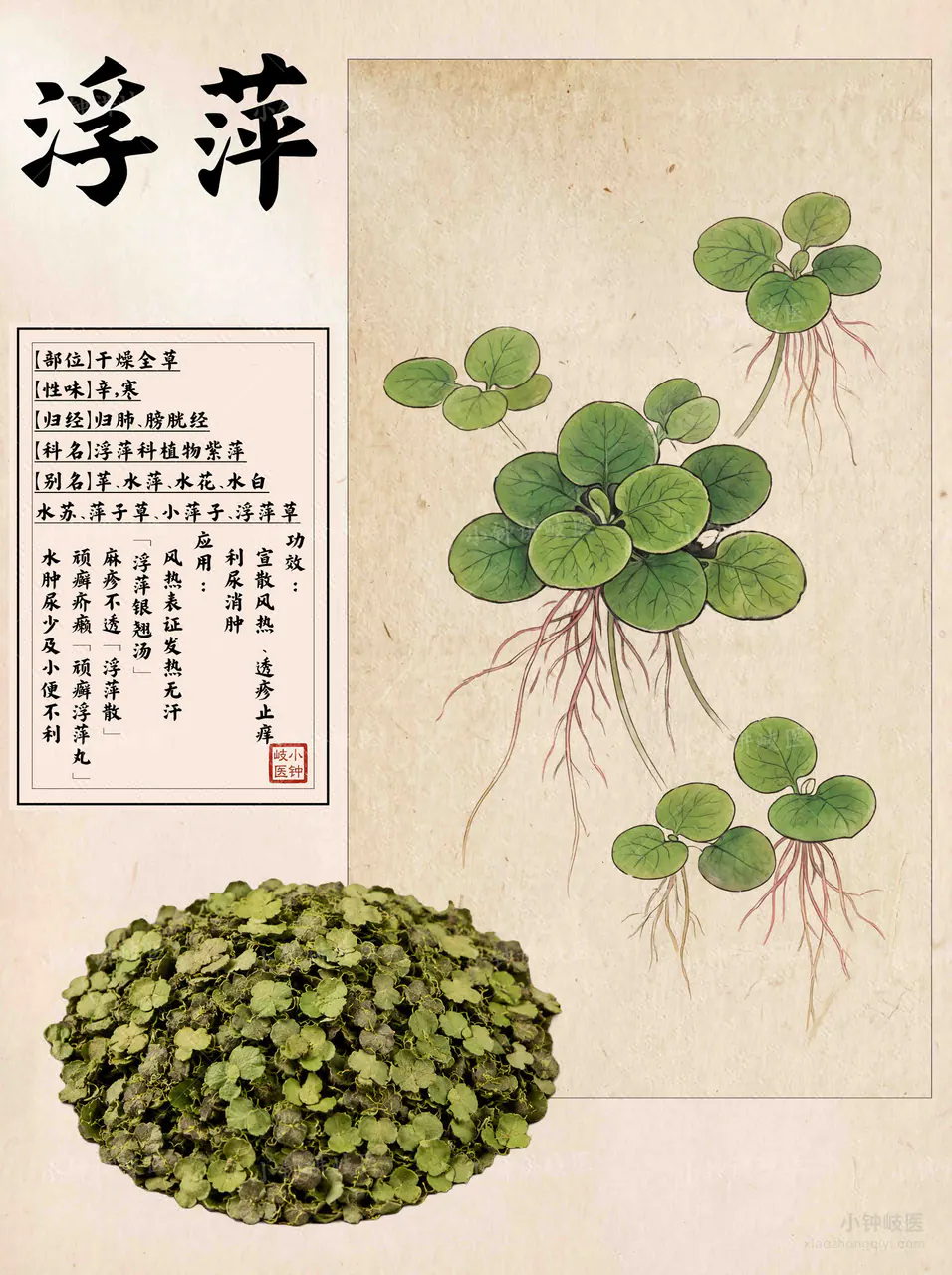 浮萍图谱