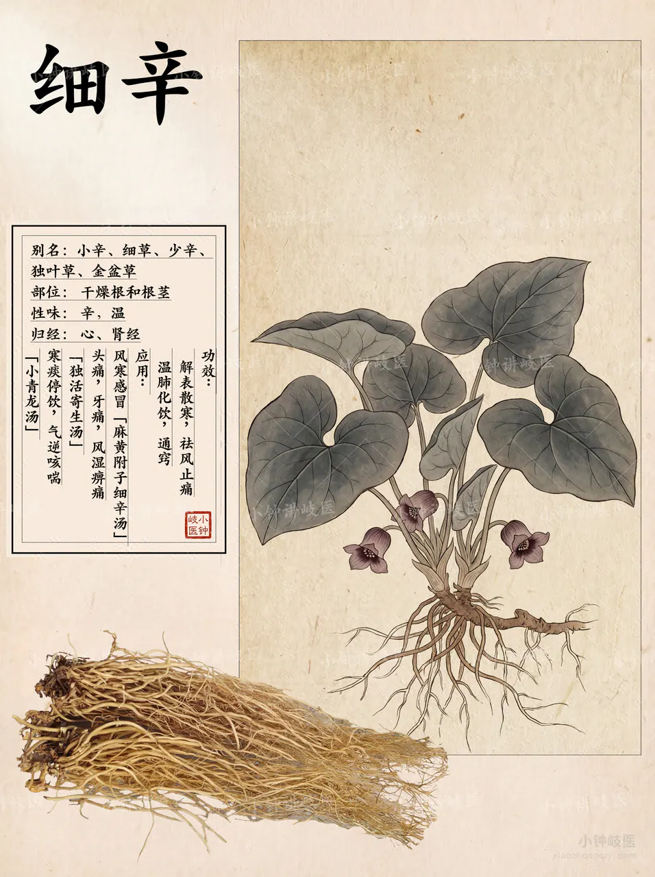 細辛圖譜