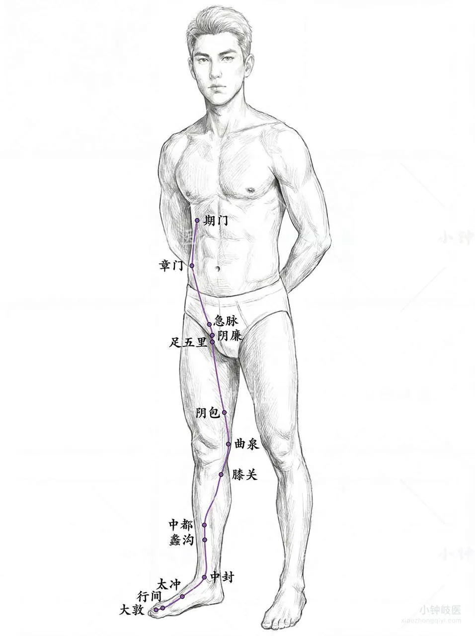 Foot Jueyin Liver Meridian Atlas: External meridian pathway