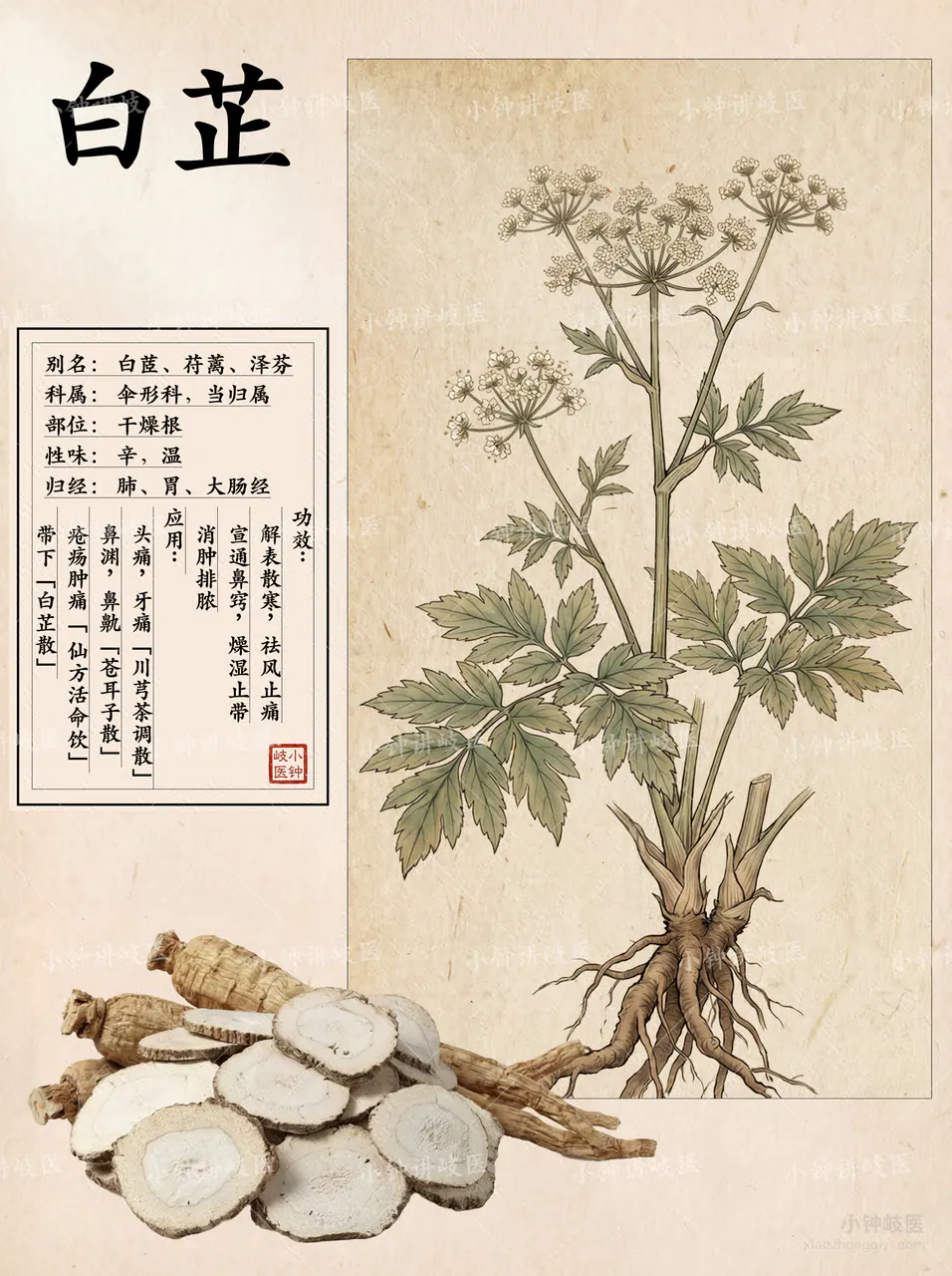 Angelica Dahurica Atlas
