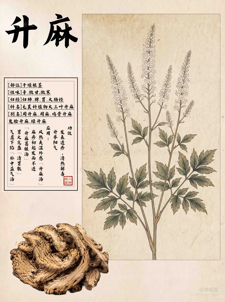 升麻图谱