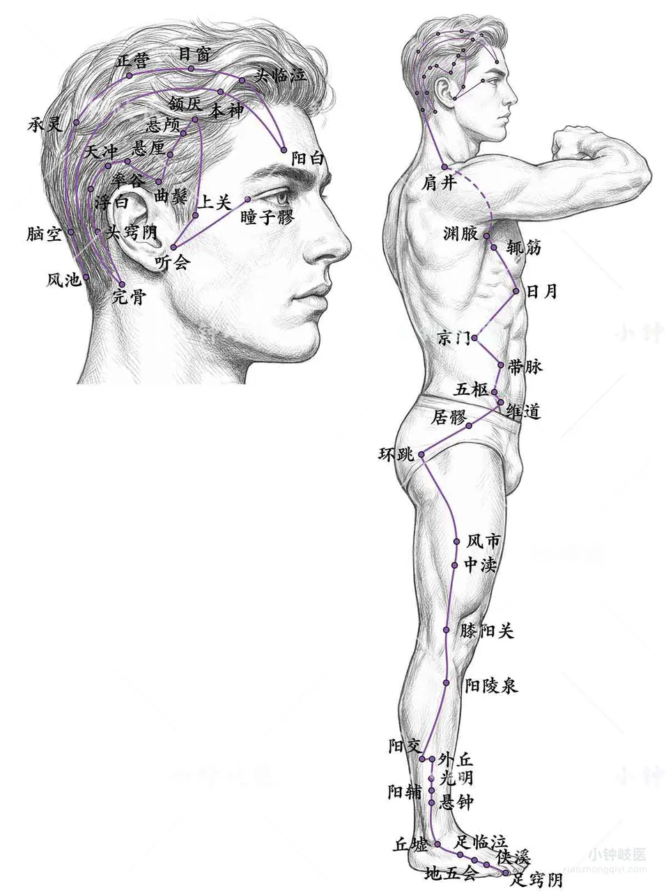 Foot Shaoyang Gallbladder Meridian Atlas: External meridian pathway