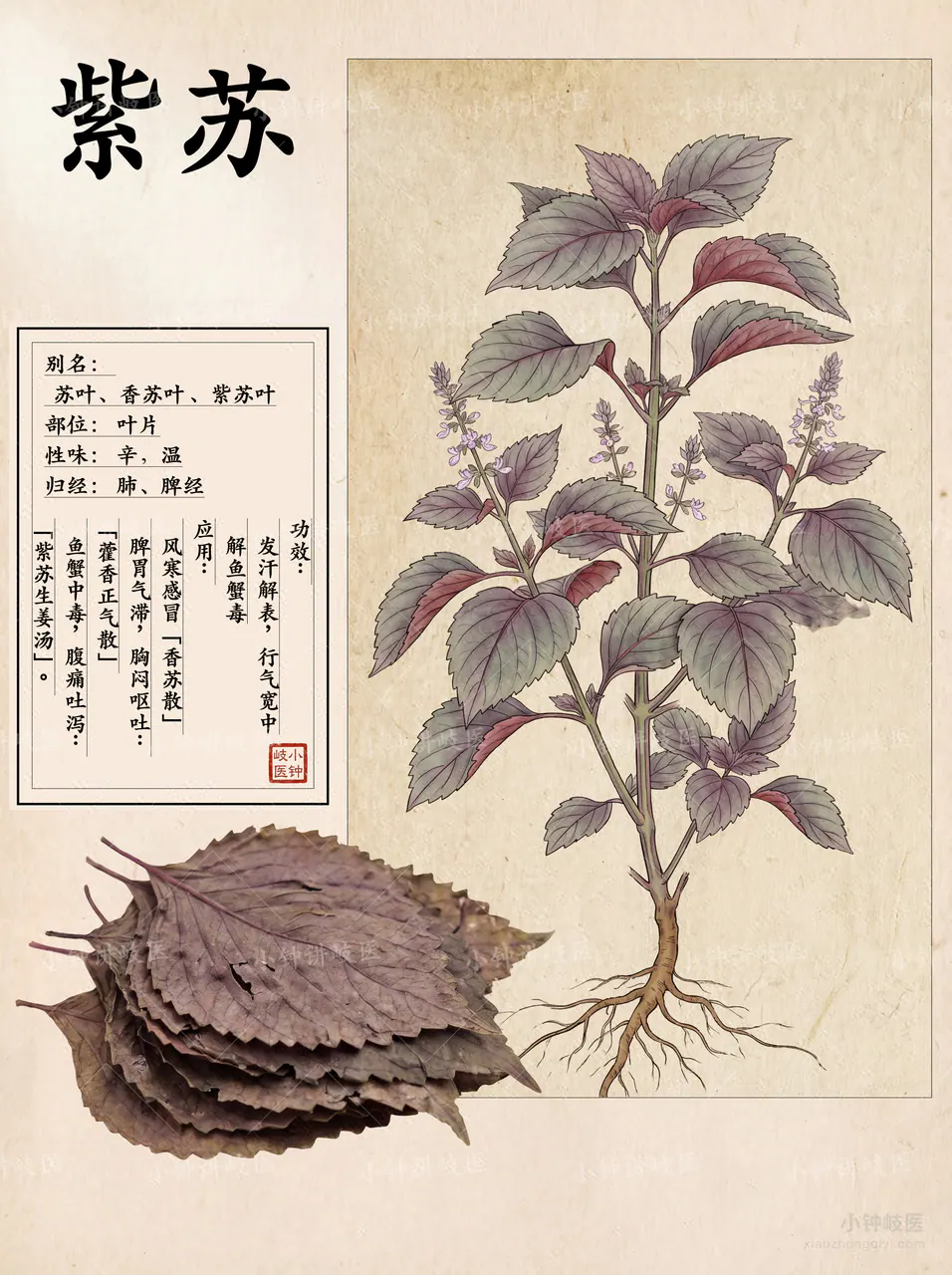 紫蘇圖譜