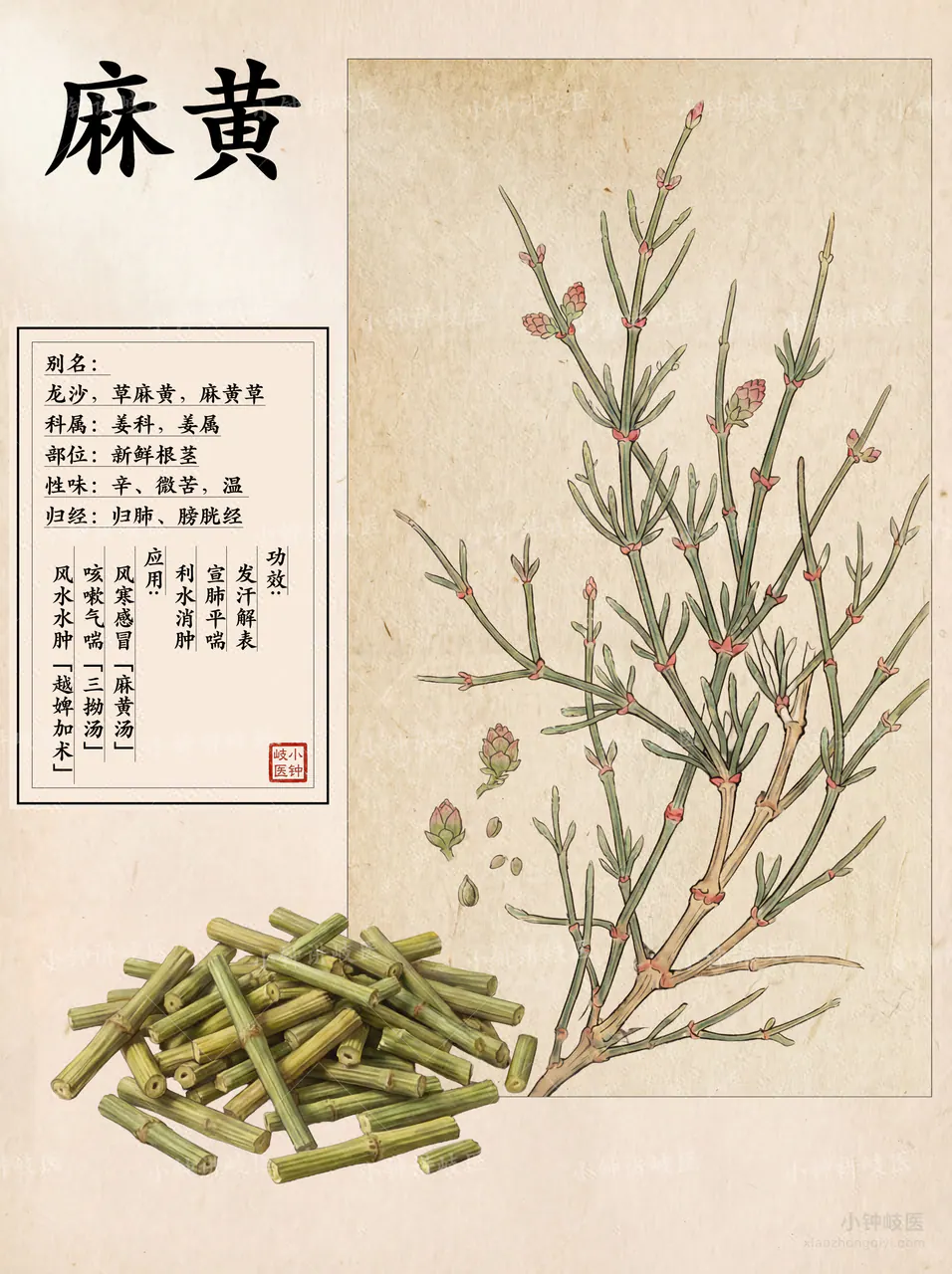 麻黃圖譜