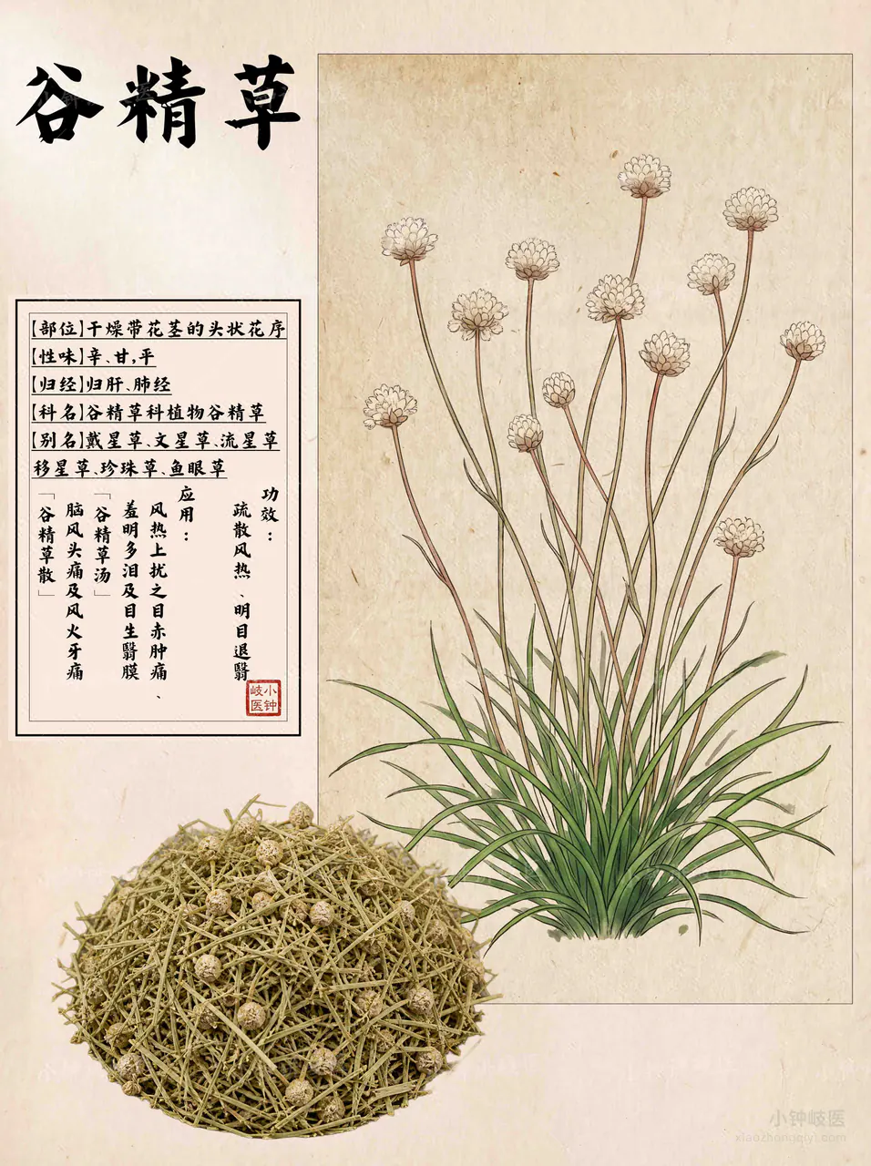 谷精草图谱
