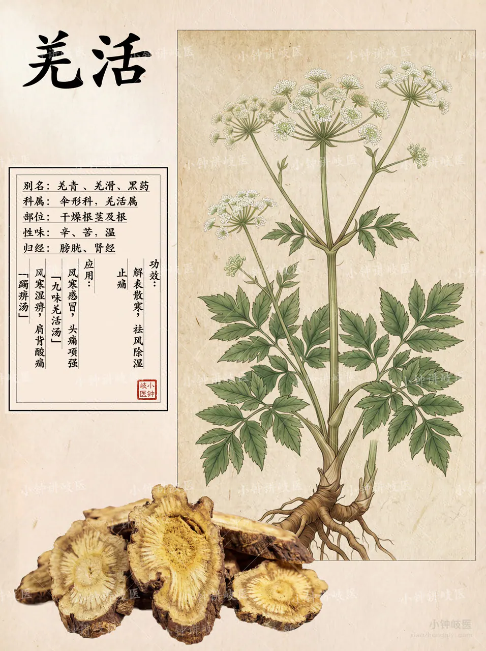 羌活圖譜