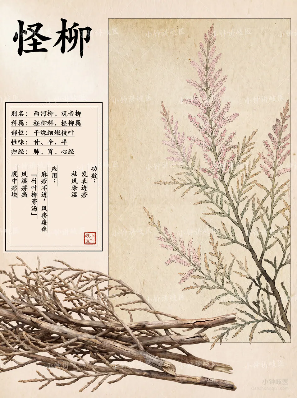 怪柳圖譜