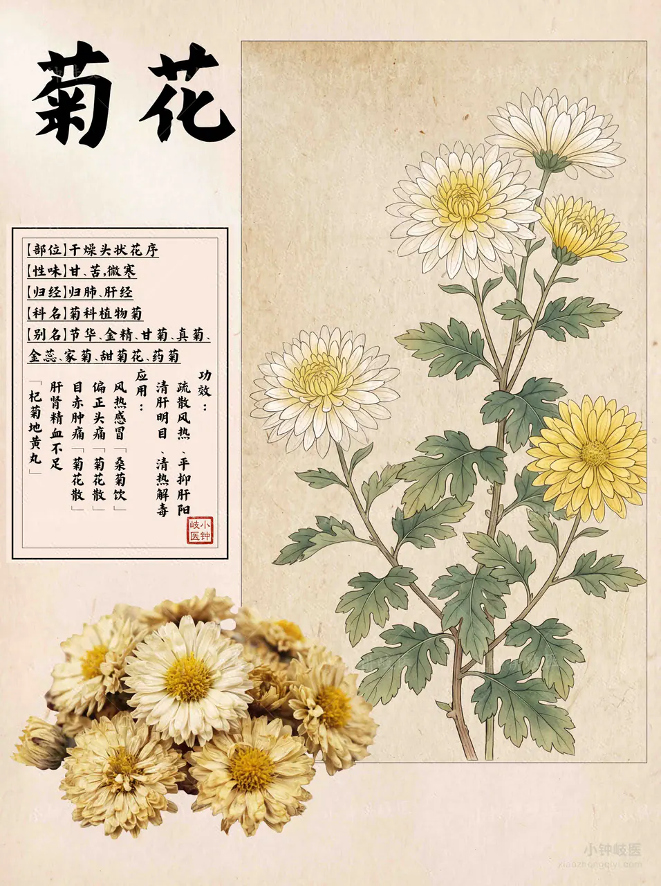 菊花图谱