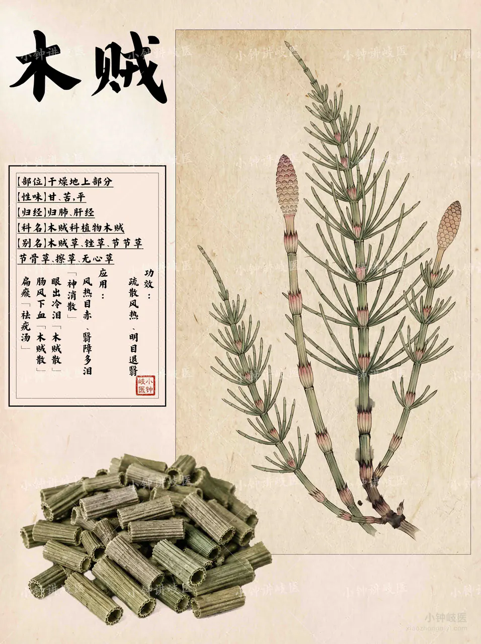 木贼图谱