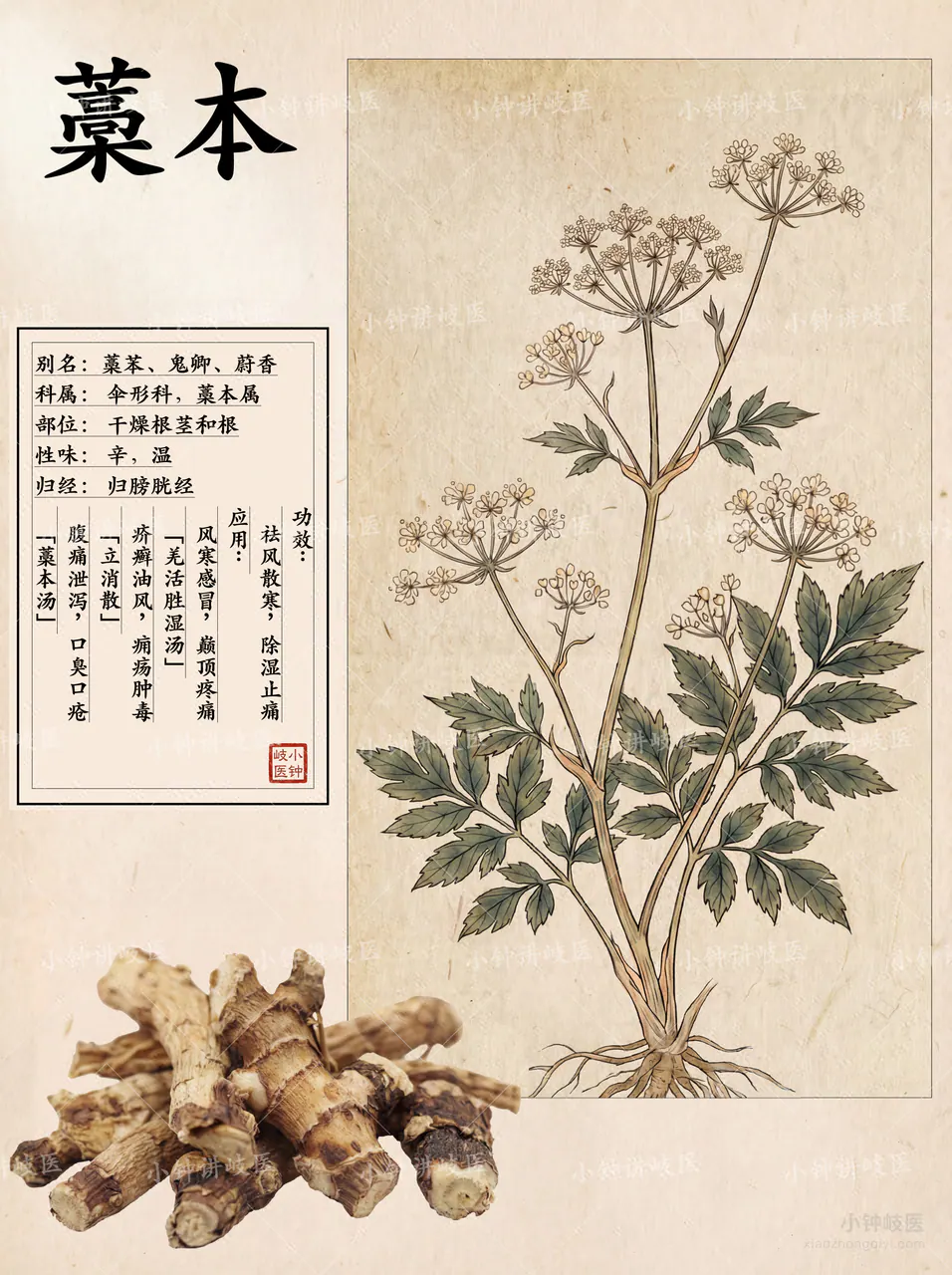 藁本圖譜