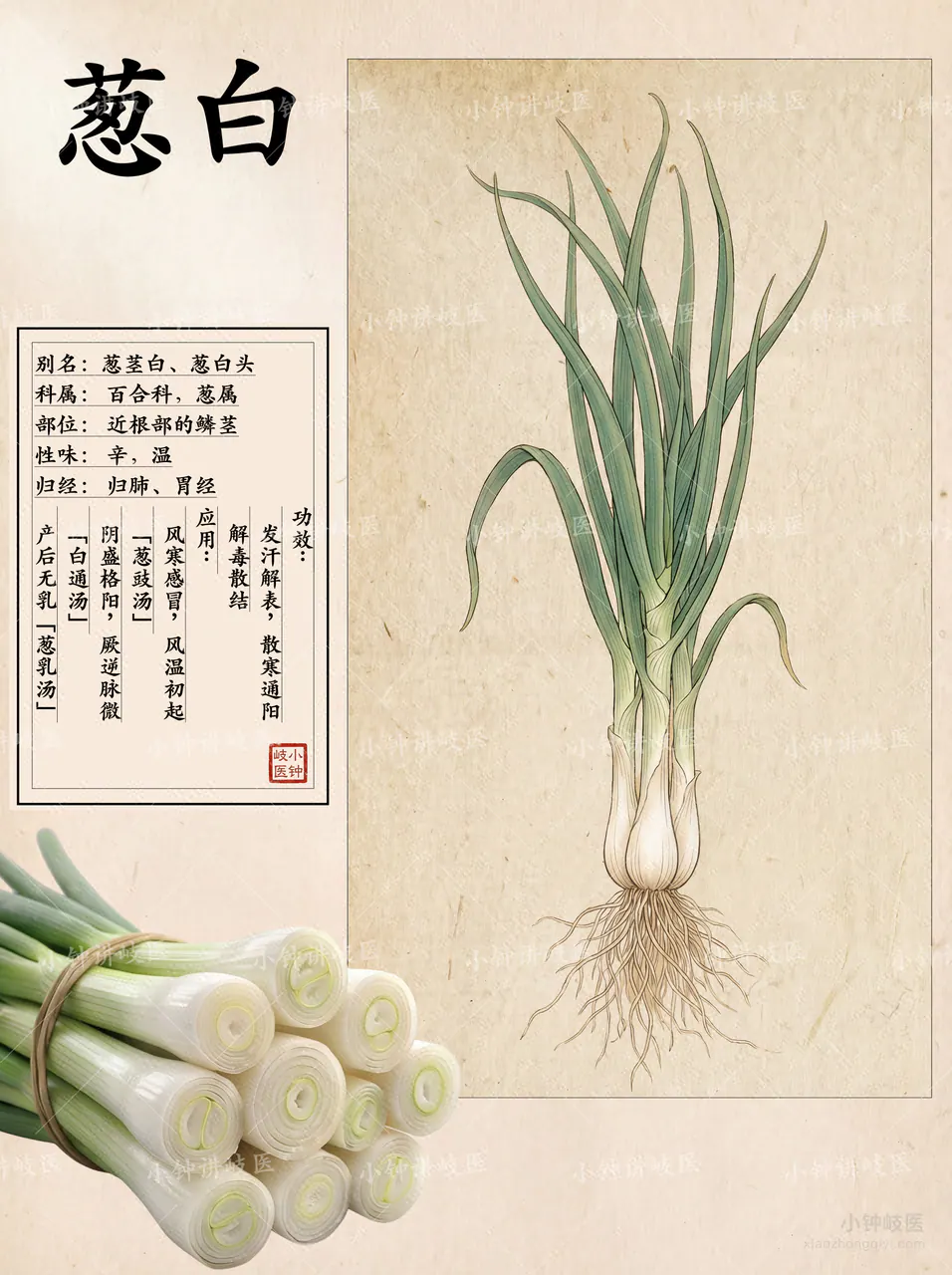 Scallion Stalk Atlas