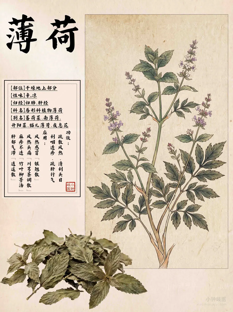 薄荷图谱