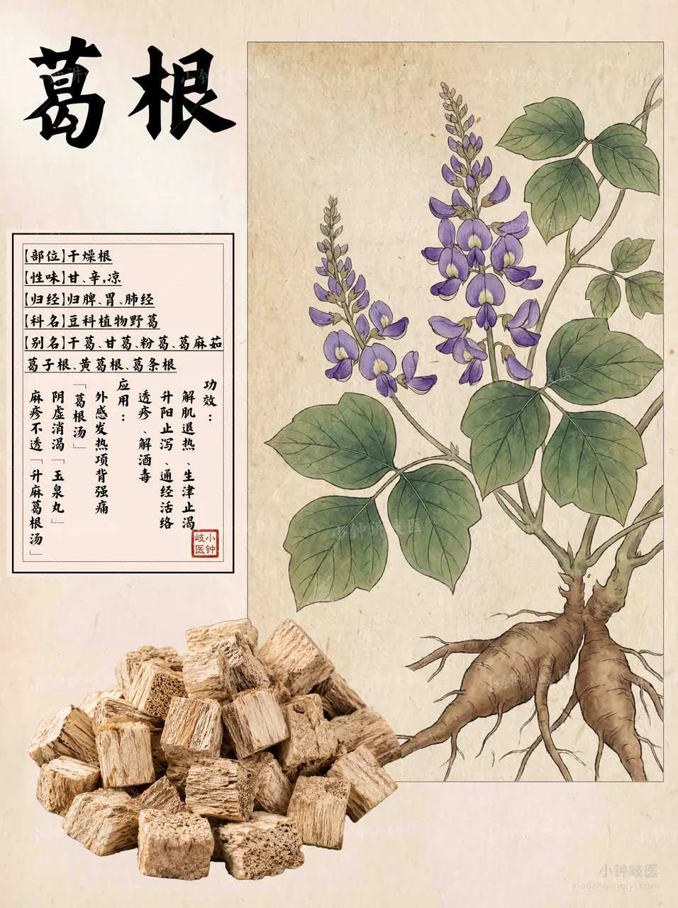 葛根图谱