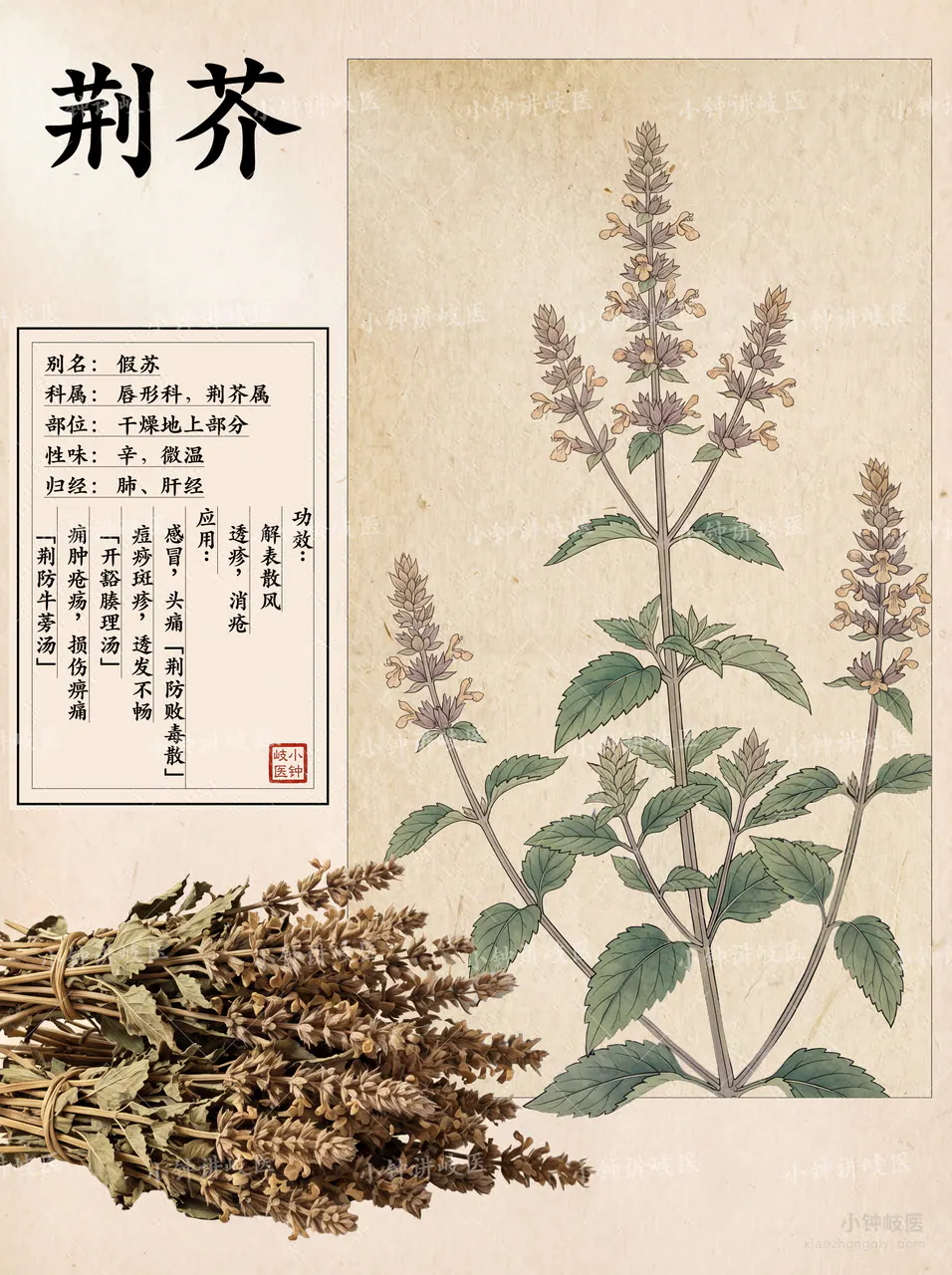 香薷圖譜
