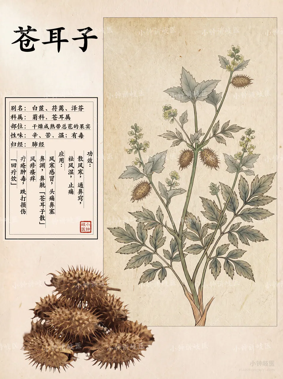Xanthium Fruit Atlas
