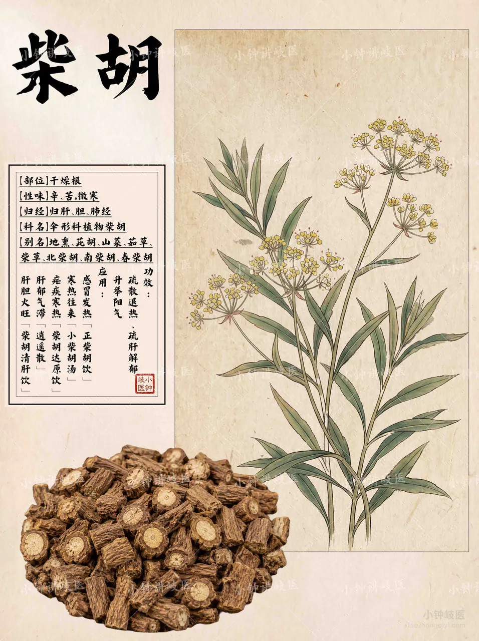 柴胡图谱