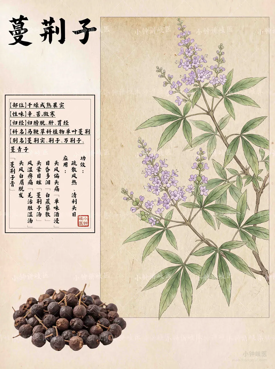 蔓荆子图谱